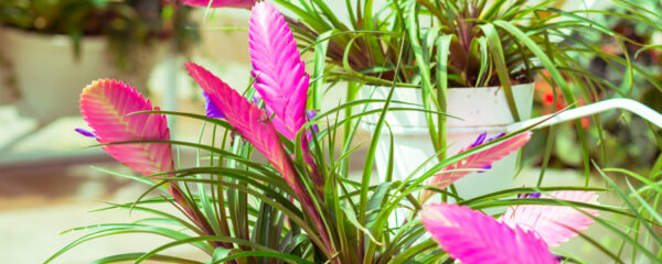 tillandsia